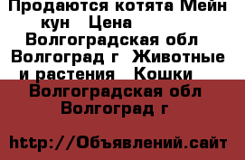 Продаются котята Мейн-кун › Цена ­ 9 000 - Волгоградская обл., Волгоград г. Животные и растения » Кошки   . Волгоградская обл.,Волгоград г.